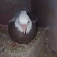 کبوتر . پلاکی .طوقی .سوسکی .|پرنده|فریدونشهر, |دیوار