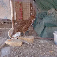 مرغ و خروس