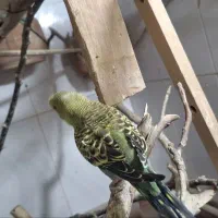 مرغ عشق|پرنده|بیرجند, |دیوار