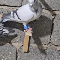 کبوتر پلاکی سپیدان|پرنده|همایجان, |دیوار