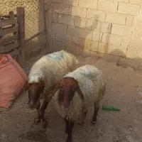 گوسفد درجه یک