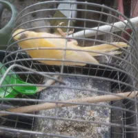 قناری ماده|پرنده|ساری, |دیوار