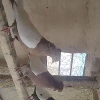 چهارتا کفتر سینی فروشی