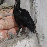 مرغ و خروس لاری|حیوانات مزرعه|پاوه, |دیوار