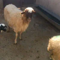 ۶راس گوسفند