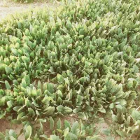 اسفناج علا تازه با قیمت مناسب|خوردنی و آشامیدنی|سرخنکلاته, |دیوار