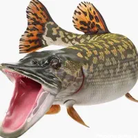 ماهیگیری طعمه اردک ماهی .سوف .کَپور|ماهی|اصفهان, ملاصدرا|دیوار