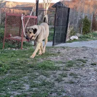 سگ سرابی ۱۱ ماهه هست