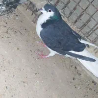 کبوتر فروشی|پرنده|سراوان, |دیوار