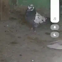 گمشده|حیوانات|اسلام‌‌آباد غرب, |دیوار