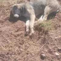 سلام ی قلاده توله سگ سرابی مخصوص مخصوص نگهبانی|سگ|قیدار, |دیوار