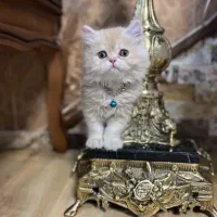 پرشین گلد نر