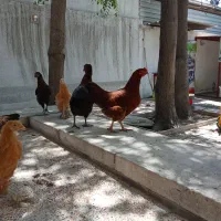 مرغ تخمگذار