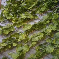 گرین وال،فنس چوبی،گرین وال آکاردئون چوبی برگ انجیر|گل مصنوعی|تهران, تهرانپارس غربی|دیوار