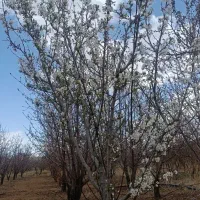 باغ بهترین و مطمئن ترین سرمایه‌