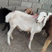 میش  زایده