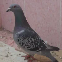 کبوتر|حیوانات|شیروان (خراسان), |دیوار