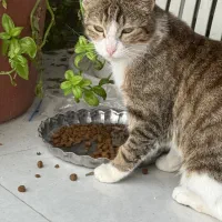 واگذاری گربه ماده خانگی واکسن خورده ۲ساله