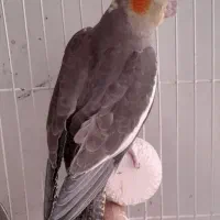 جوجه عروس هلندی|پرنده|شهرکرد, |دیوار