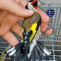 سهره نر یه وجبی بخون|پرنده|تهران, مسعودیه|دیوار