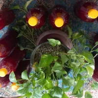 آب زرشک|خوردنی و آشامیدنی|بیرجند, |دیوار