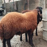 بره نر پروار شده