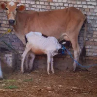 گاو با گوساله ماده هلشتایین ۶کیلو شیر