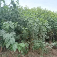 فروش نهال اکالیپتوس ومرکبات وریشه سیا وگل رز|خدمات باغبانی و درختکاری|ایزدخواست, |دیوار