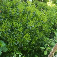 پیتوسپرم مولد