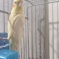 عروس هلندی مولد|پرنده|تهران, مقدم|دیوار