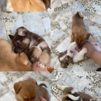 سگ پا کوتاه|سگ|علی‌آباد کتول, |دیوار