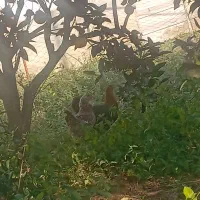 مرغ خروس حوجه