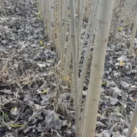 صنوبر نیگرا ترکیه برای مناطق سردسیری