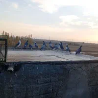 کبوتر|پرنده|میاندوآب, |دیوار