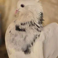 کبوتر طوقی الماسی|پرنده|شاهین‌شهر, حافظ شمالی|دیوار