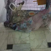 فنج جفت با قفس لونه