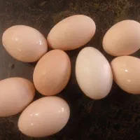 تخم مرغ نطفه دار