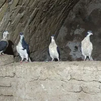 کفتر هفت رنگ|پرنده|ضیاء آباد, |دیوار