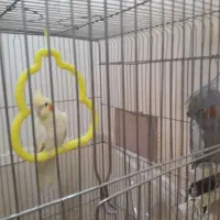 عروس هلندی|پرنده|گلبهار, شهر جدید گلبهار|دیوار