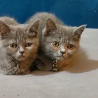 گربه طوسی اصیل|گربه|آمل, |دیوار