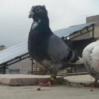 کفتر غر سبز کاکولی نر . پلنگ دو رگ نر