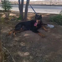 داوطلبانه سگ ماده میکس دوبرکن با روتوایلر