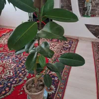 گلخونه|گل و گیاه طبیعی|خوی, |دیوار