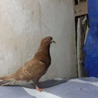 کبوتر|پرنده|شفت, |دیوار