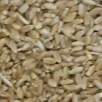 گندم