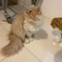 فروش گربه پرشین