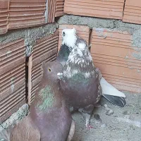 کبوتر تکپر  کاکل|پرنده|خان ببین, |دیوار