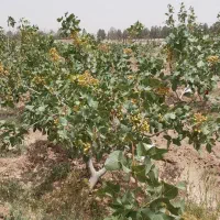 زمین