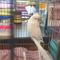 مرغ عشق انگلیسی نر با قفس