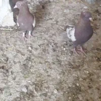 کبوتر ، کفتر ، پرنده
